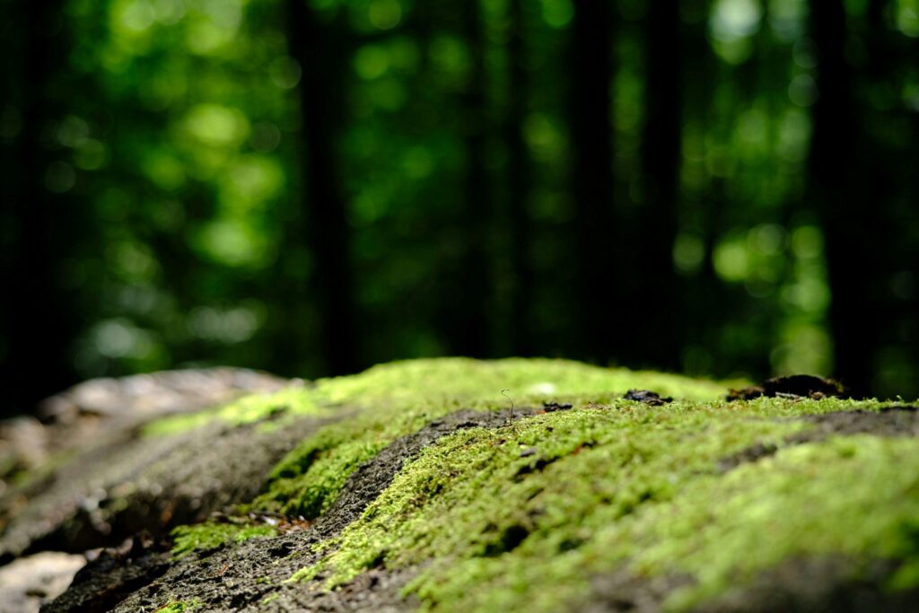 The Shapeshifters: Plants That Become Invisible to Survive