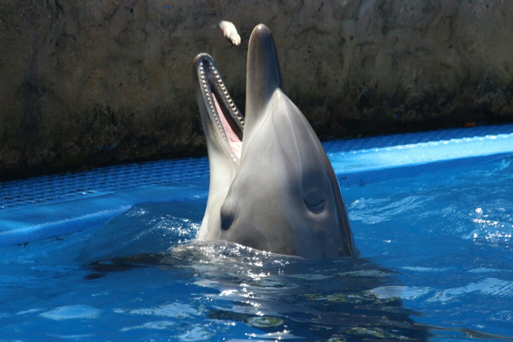 Scientists Who Taught Dolphins to Speak English (and It Got Really Weird)