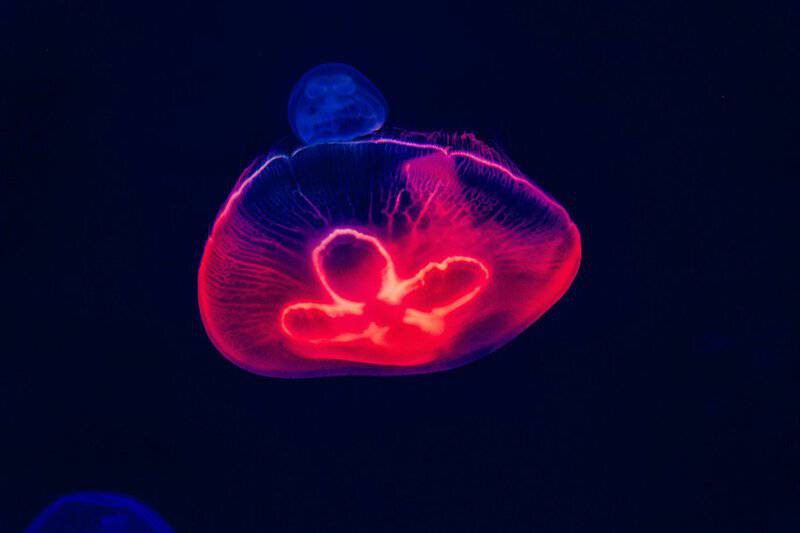 Scientists Discover Immortal Jellyfish That Reverses Aging Process