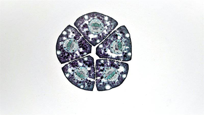 Why Some Humans Are Secretly Evolving Into a New Species