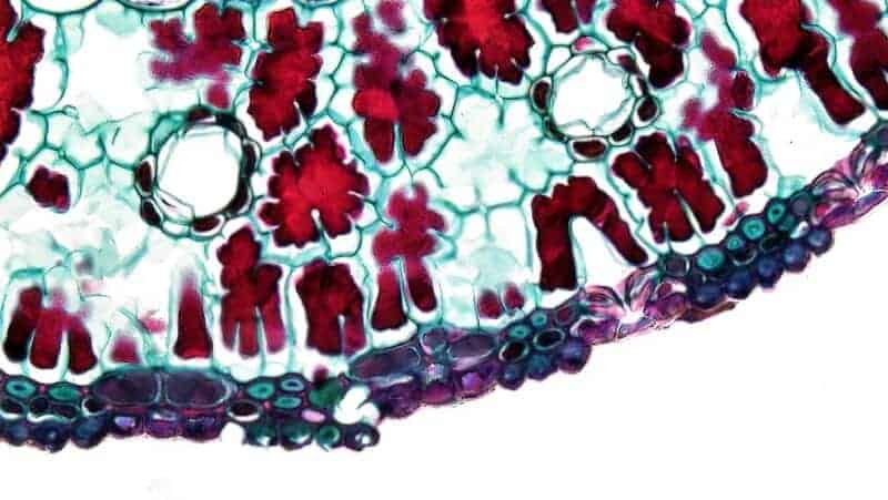 15 New Ways Scientists Are Reversing Aging in the Lab