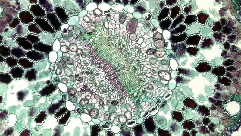 15 New Ways Scientists Are Reversing Aging in the Lab