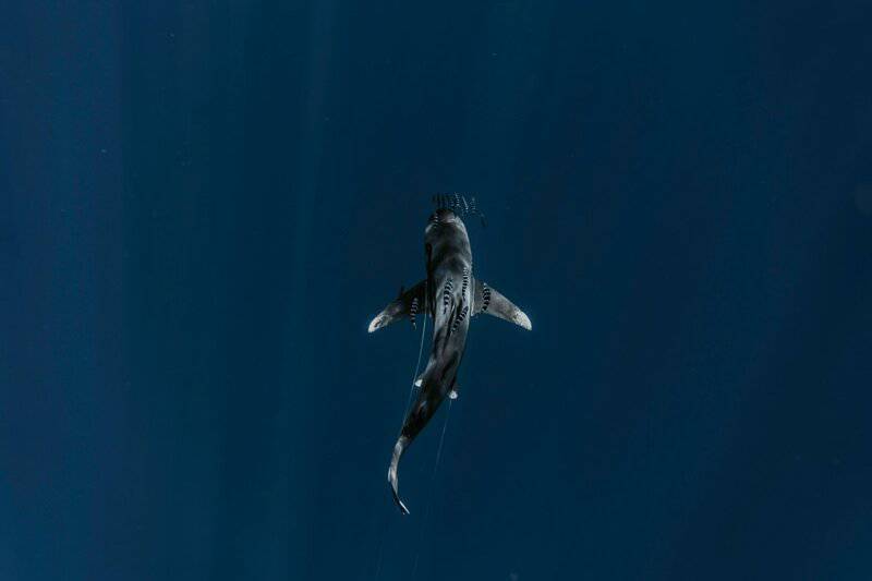 Greenland Sharks Can Live for 400 Years. Scientists Are Using DNA to Unravel Their Longevity Secrets