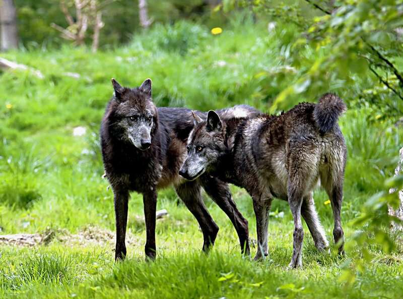 Why Scientists Are Officially Debunking the &#8220;Alpha Wolf&#8221; Theory—And What It Means for Leadership