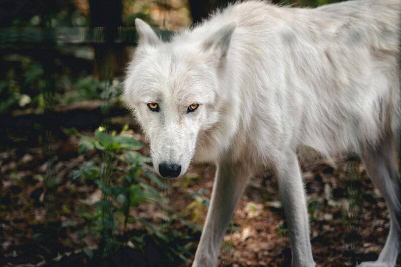 I Followed Wolves for 5 Years—They&#8217;re Planning Something We Can&#8217;t Understand