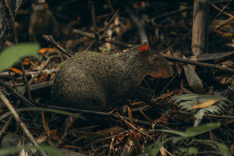 27 New Species Found in Peru&#8217;s &#8216;Human-Dominated&#8217; Rainforest