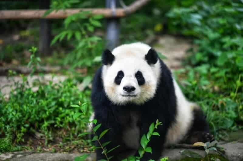 Giant Panda Stem Cells Could Save Endangered Species &#8211; Lab-Grown Conservation