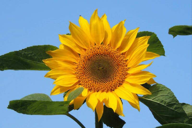 Did You Know Plants Can Do Math? These Species Can Actually Count and Remember Numbers