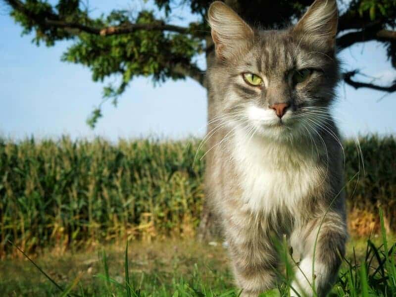 Indoor vs. Outdoor Cats: 23 Things to Know Before You Make a Decision