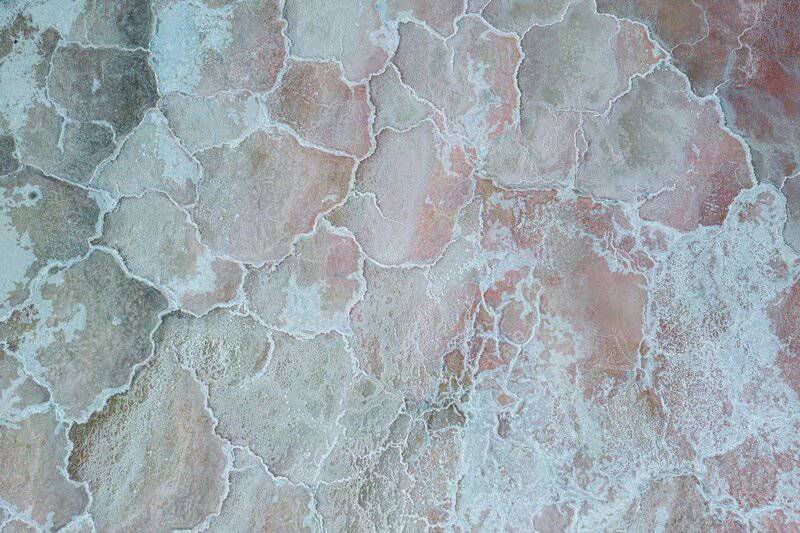 15 Weird Life Forms on Earth That Could Survive on Other Planets