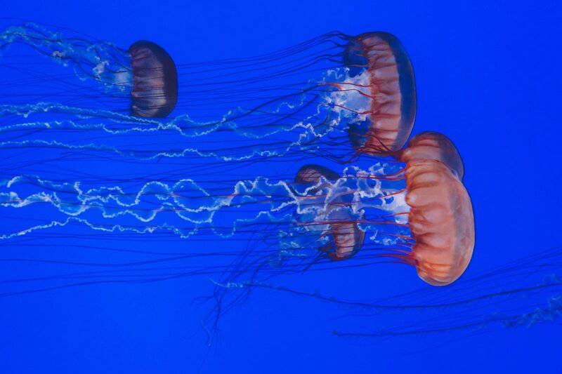Scientists Discover Immortal Jellyfish That Reverses Aging Process