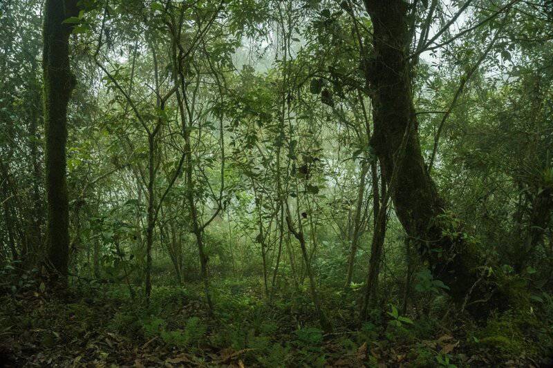 Marine Biologists Discover 60,000-Year-Old Underwater Forest Off Alabama Coast