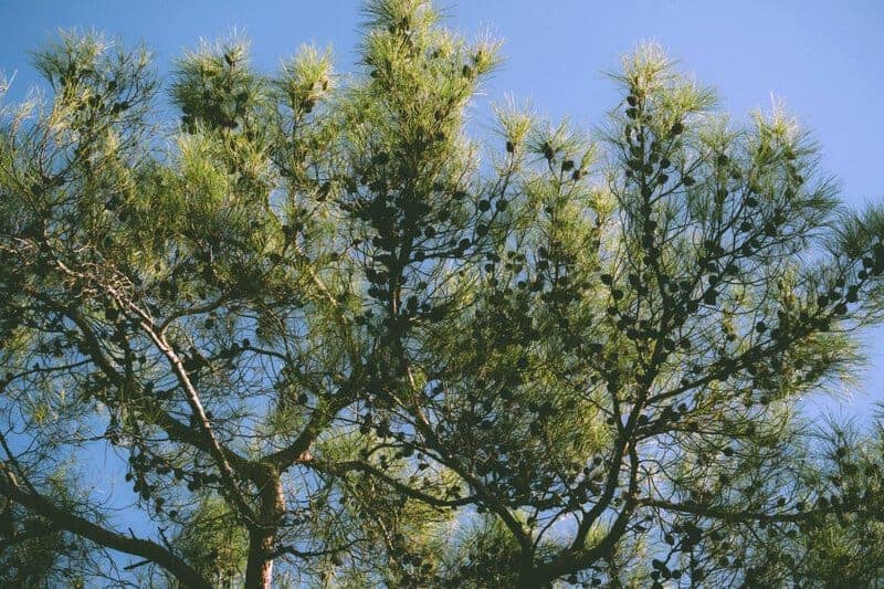 15 Crucial Elements That Made Life on Earth Possible