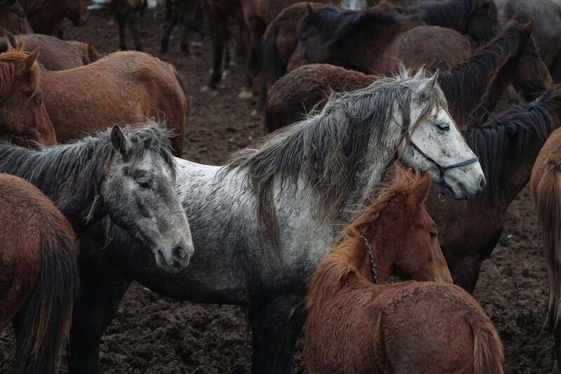 Scientists Decode Horse Facial Expressions to Better Understand Their Emotions