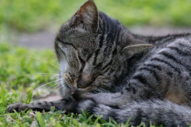 Indoor vs. Outdoor Cats: 23 Things to Know Before You Make a Decision
