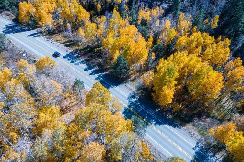 The 106-Acre Monster: How One Living Thing Became an Entire Forest