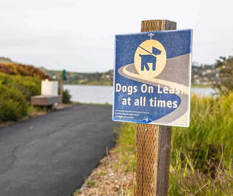 Scientists Discover Coffee&#8217;s Hidden Power to Block the Brain Chemistry of Addiction