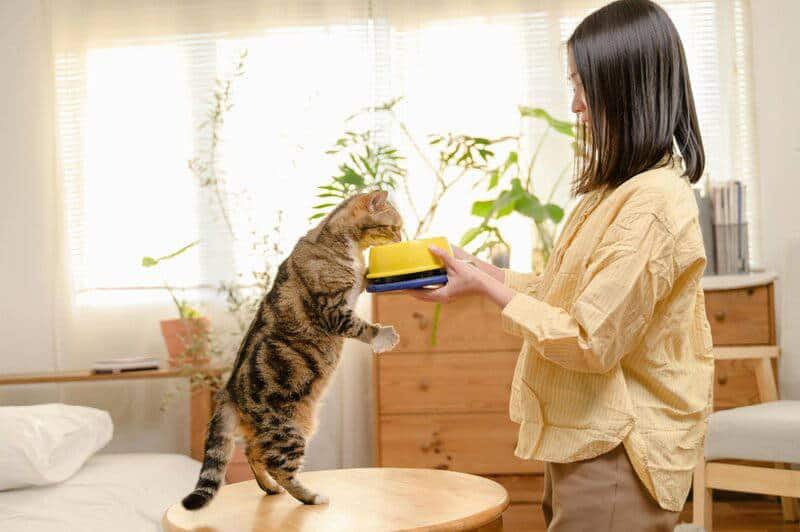 The Science Behind Why Cats Purr: Understanding Your Feline&#8217;s Communication