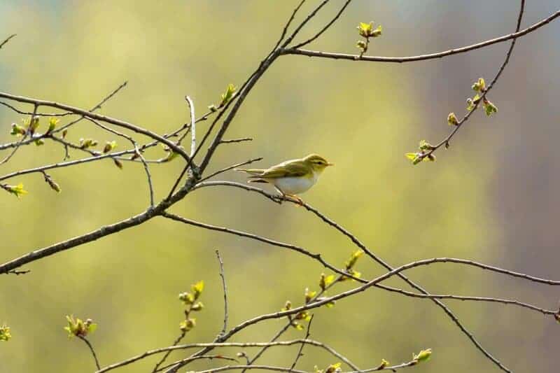 28 Animals With Built-In GPS That Puts Your Phone to Shame