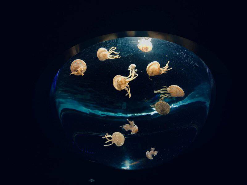 Scientists Discover Immortal Jellyfish That Reverses Aging Process