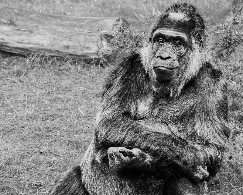 The Mirror Test Results: 23 Animals That Actually Recognize Themselves