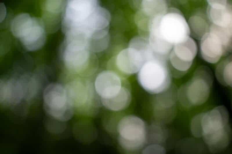 Why Forests Around the World Are Suddenly Glowing at Night