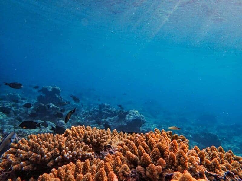 30 Animals Whose Building Skills Rival Human Engineers