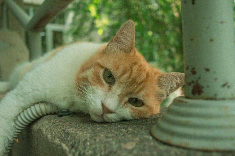 Indoor vs. Outdoor Cats: 23 Things to Know Before You Make a Decision