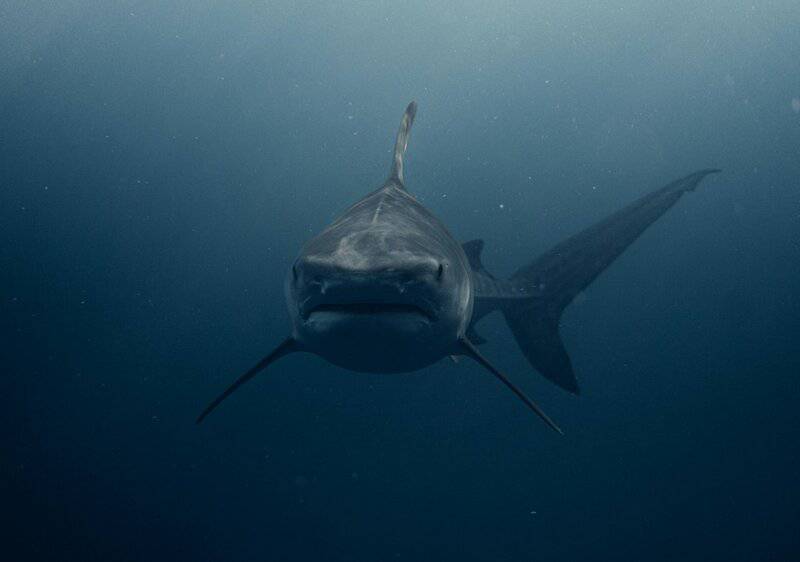 Greenland Sharks Can Live for 400 Years. Scientists Are Using DNA to Unravel Their Longevity Secrets