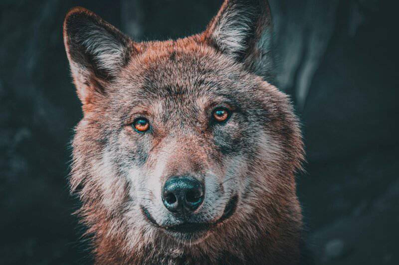 I Followed Wolves for 5 Years—They&#8217;re Planning Something We Can&#8217;t Understand