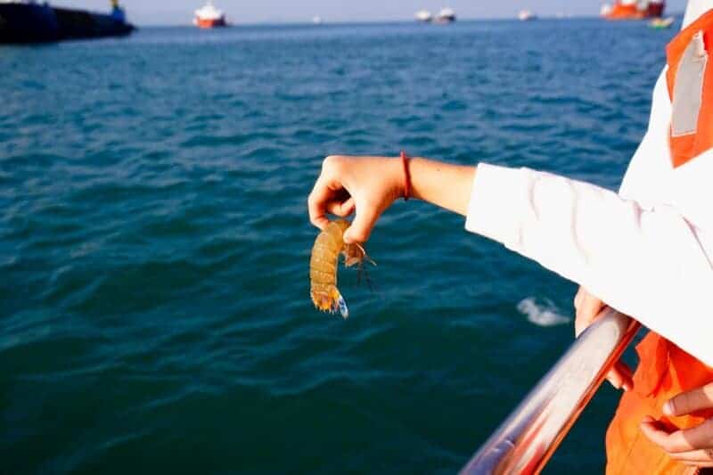 The Mirror Test Results: 23 Animals That Actually Recognize Themselves