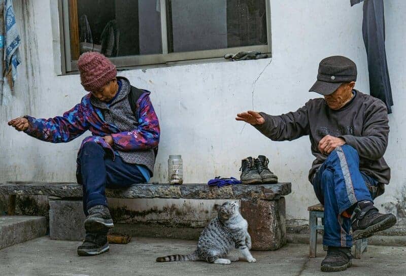 Indoor vs. Outdoor Cats: 23 Things to Know Before You Make a Decision