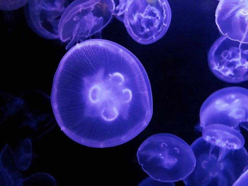 Beyond the Sting: How 21st-Century Science is Unlocking the Complex Social Networks of Jellyfish