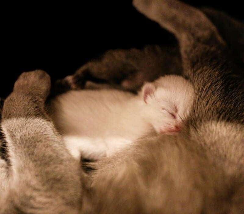 The Science Behind Why Cats Purr: Understanding Your Feline&#8217;s Communication