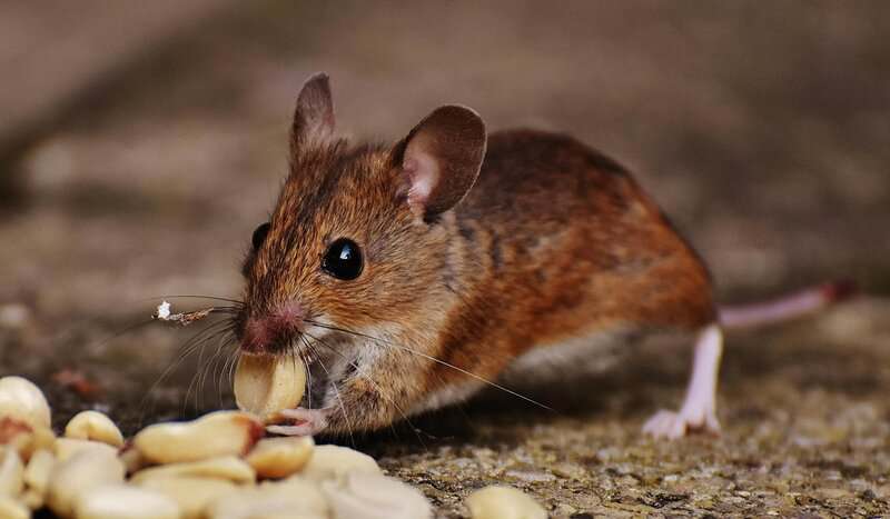 Do Mice Have Hearts of Gold? Studies Show They Can Be &#8220;Good Samaritans&#8221;