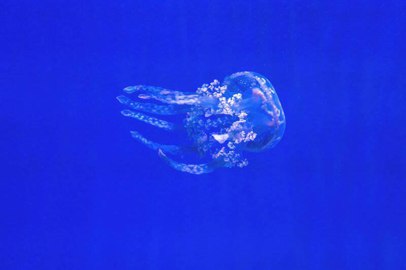 Scientists Discover Immortal Jellyfish That Reverses Aging Process
