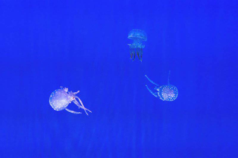 Beyond the Sting: How 21st-Century Science is Unlocking the Complex Social Networks of Jellyfish