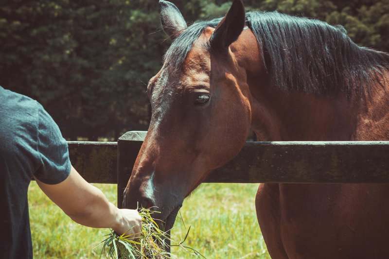 Scientists Decode Horse Facial Expressions to Better Understand Their Emotions