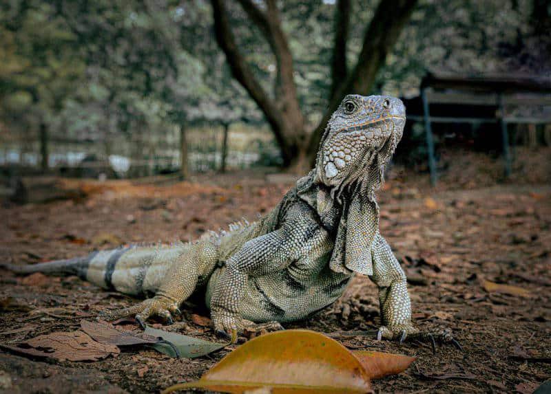 15 Animals That Evolved in the Weirdest Ways