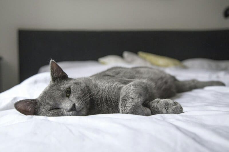 The Science Behind Why Cats Purr: Understanding Your Feline&#8217;s Communication