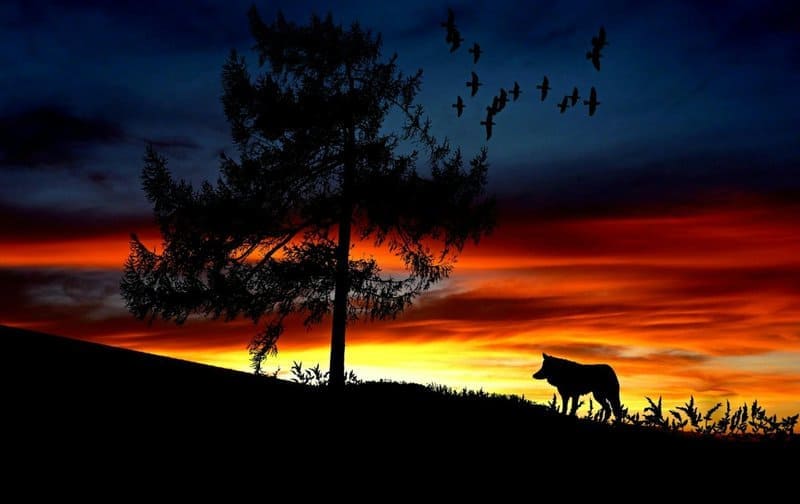 I Followed Wolves for 5 Years—They&#8217;re Planning Something We Can&#8217;t Understand