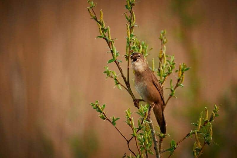 Plants Are Screaming When You Cut Them—We Just Couldn&#8217;t Hear It
