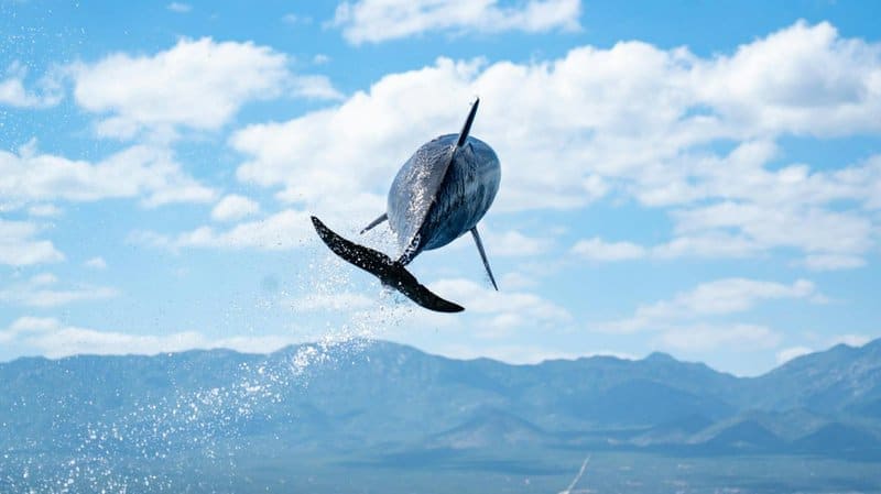 Dolphins Have Secret Names—And They Remember Them for Their Entire Lives