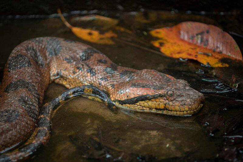 27 New Species Found in Peru&#8217;s &#8216;Human-Dominated&#8217; Rainforest