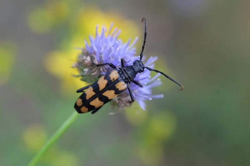 Forbidden Colors for Bugs? These Mediterranean Rebels Spot Red Anyway.