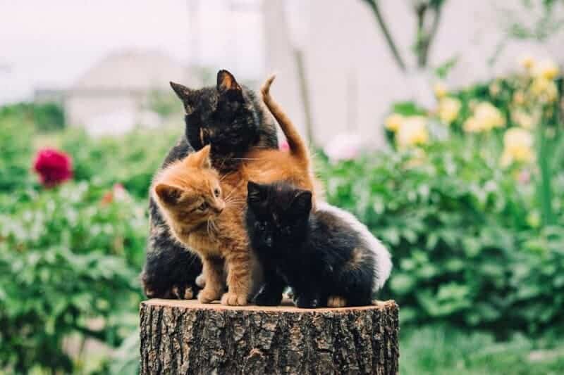 Indoor vs. Outdoor Cats: 23 Things to Know Before You Make a Decision