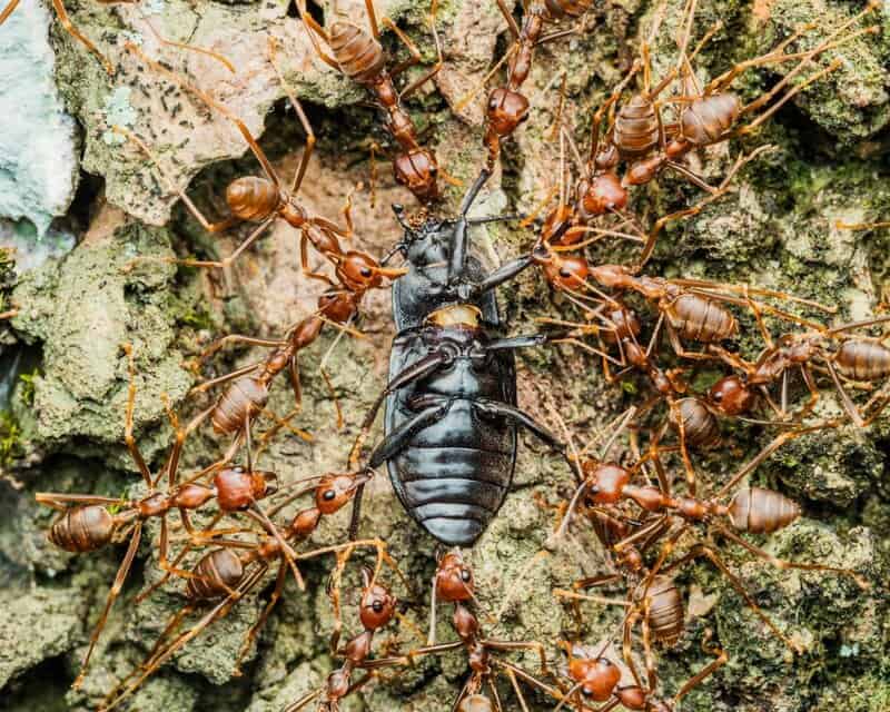 30 Animals Whose Building Skills Rival Human Engineers