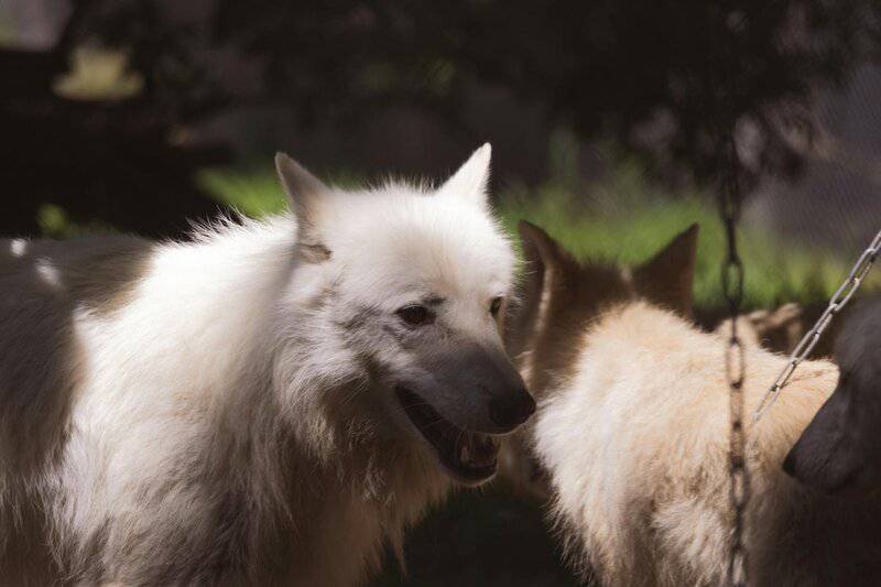 I Followed Wolves for 5 Years—They&#8217;re Planning Something We Can&#8217;t Understand