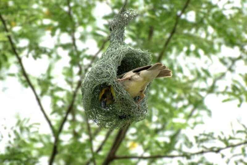 30 Animals Whose Building Skills Rival Human Engineers