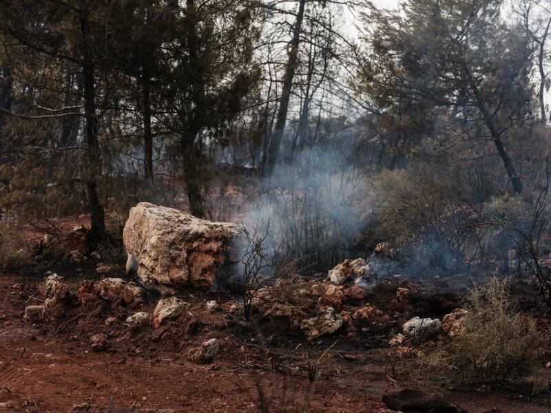 Forest Apocalypse: Why 2025&#8217;s Deforestation Crisis Threatens Human Civilization